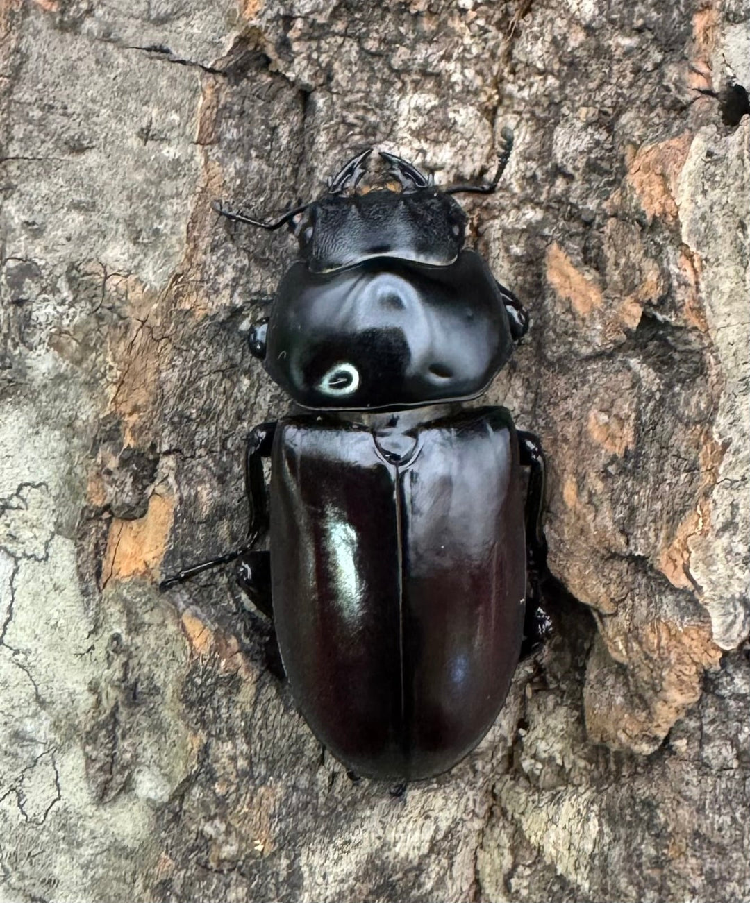 《アローコクワ亜種リエン 74mm ♂♀♀トリオ》