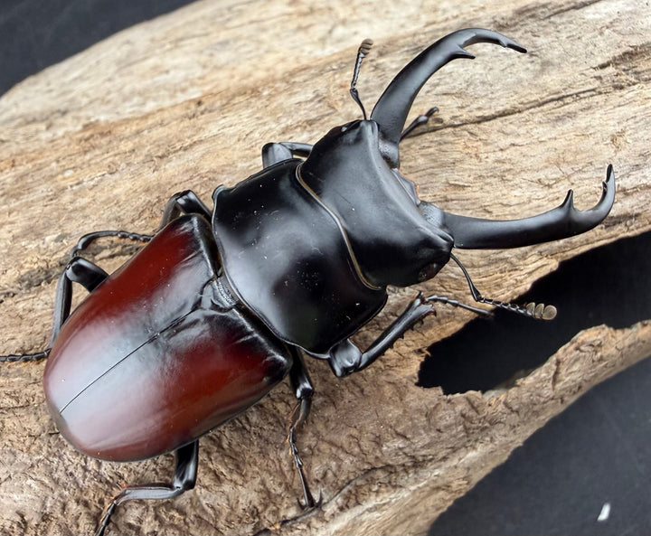 《ドンキエルコクワ原名亜種 ミャンマー産 62.5mm ペア》