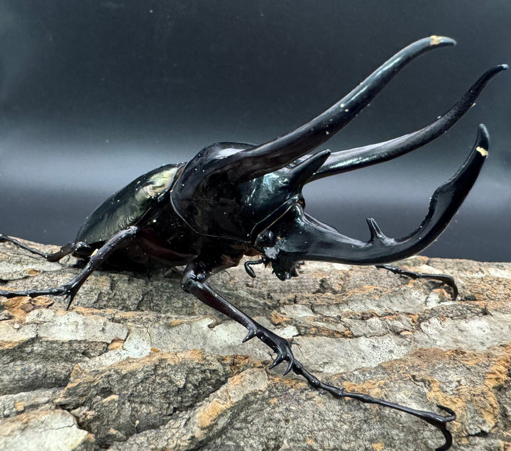 【WD】《ジャワコーカサスオオカブト 113mm A'品ペア》