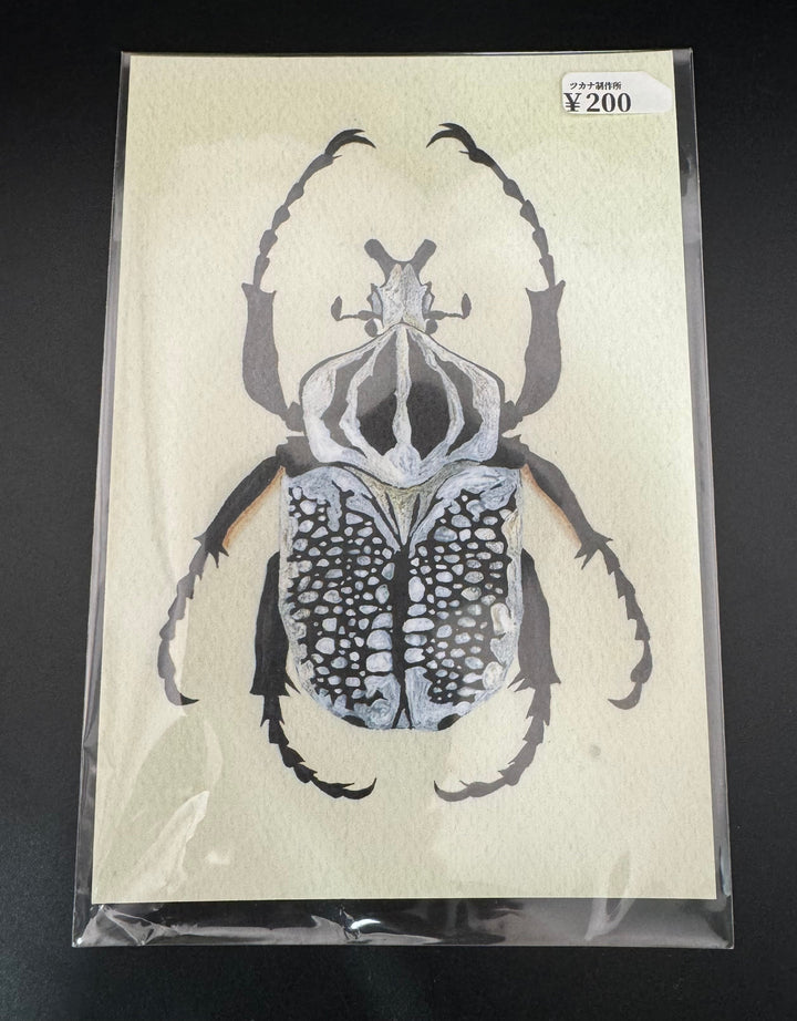 ポストカード 1枚入り（シラフオオツノハナムグリ）【※額無し】