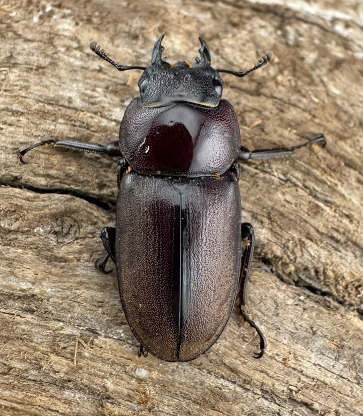 《ミシマコクワガタ 硫黄島産 41mm ♂♀♀トリオ》