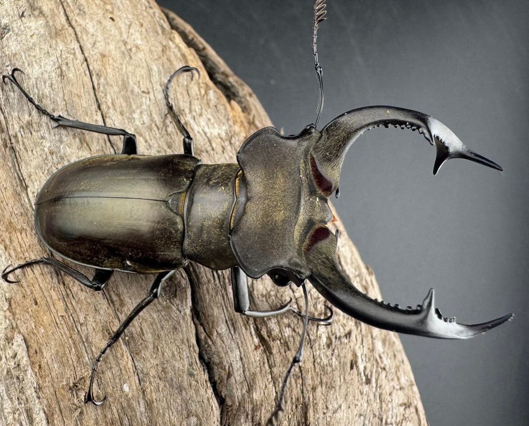 【WD】《ノビリスミヤマ 63mm ペア》