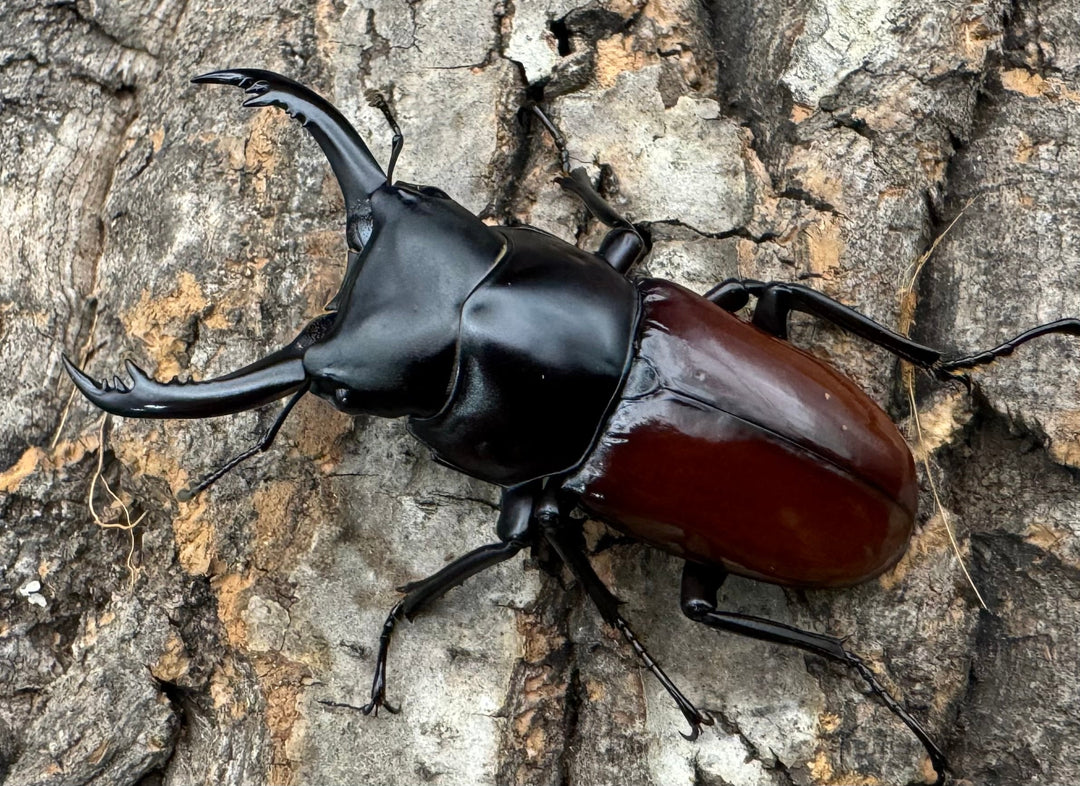 《アローコクワ亜種ノブヒロイ 54mm ペア》