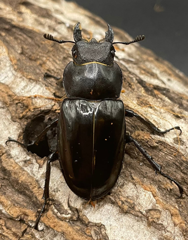 【WD】大型《ミヤマクワガタ 72.9mm ペア》