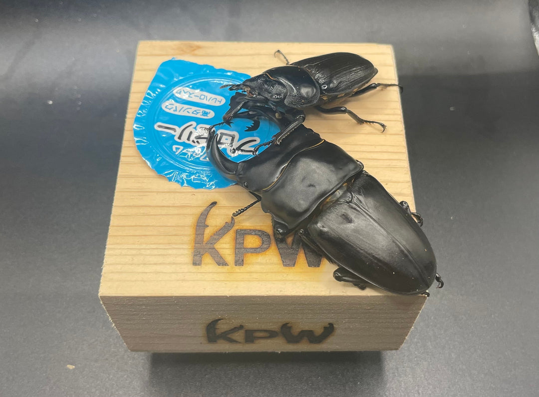 オリジナルえさ皿 大