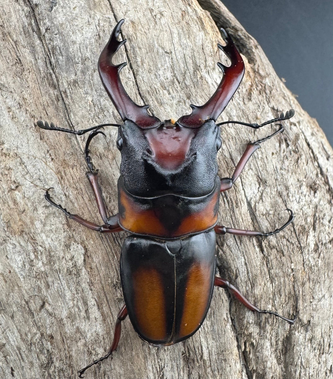 《ミラビリスノコギリクワガタ 64.5mm ♂単》②