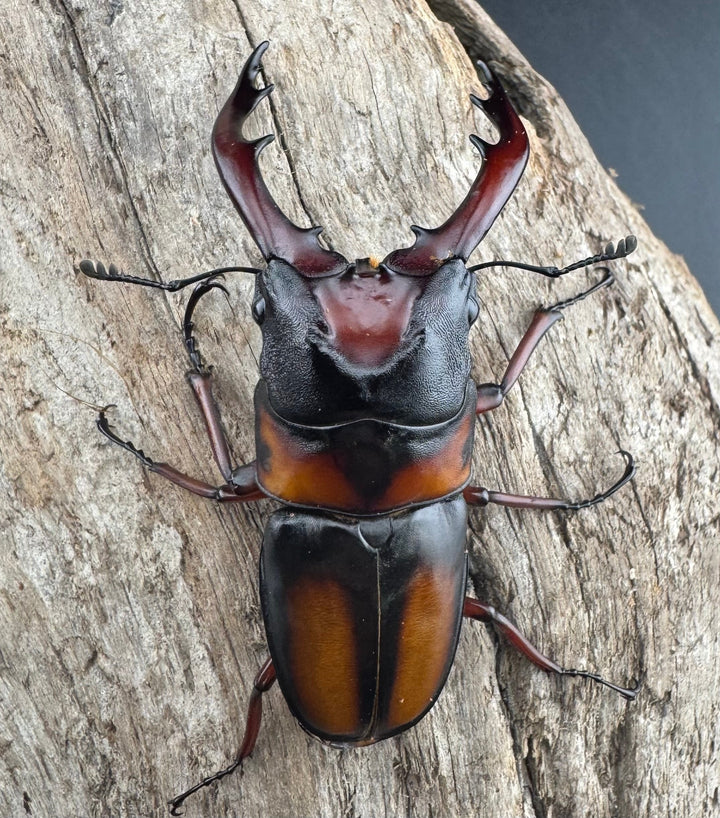 《ミラビリスノコギリクワガタ 64.5mm ♂単》②