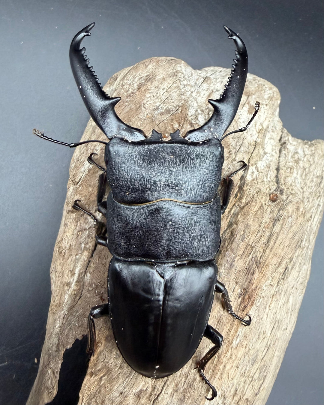 【WD】《パラワンオオヒラタ マンタリンガハン産 97mm ペア》