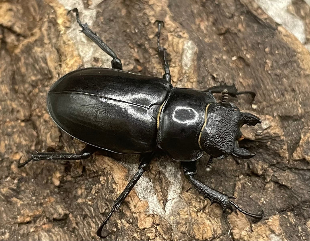 【WD】《ラサミヤマ（チョウセンミヤマ亜種lhasaensis） ♀単》