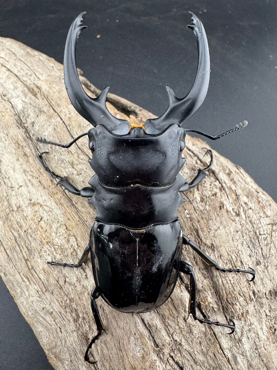 【WD】良型《インターメディアツヤクワガタ バタラザ産 92mm ペア》