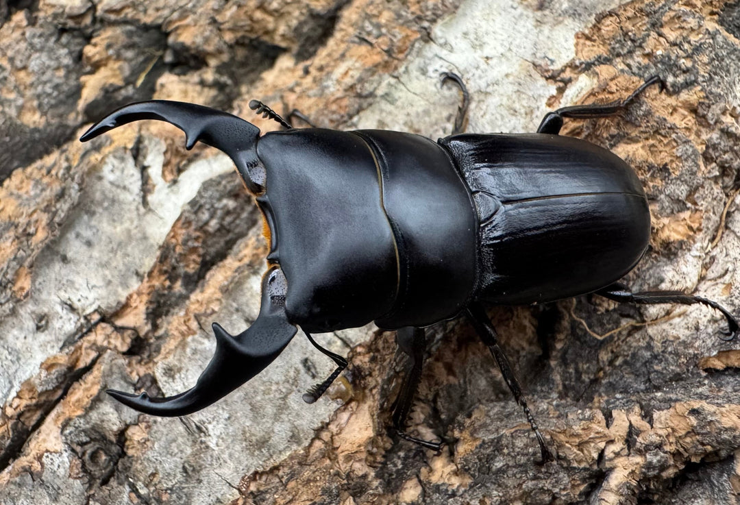 【WD】《ヒルティコルニス ssp. 44mm ペア》