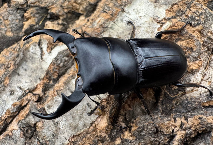 【WD】《ヒルティコルニス ssp. 44mm ペア》