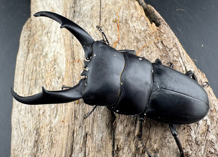 【WD】《ウンナンヒラタ(内歯消滅タイプ) 貴州省産 69mm ペア》