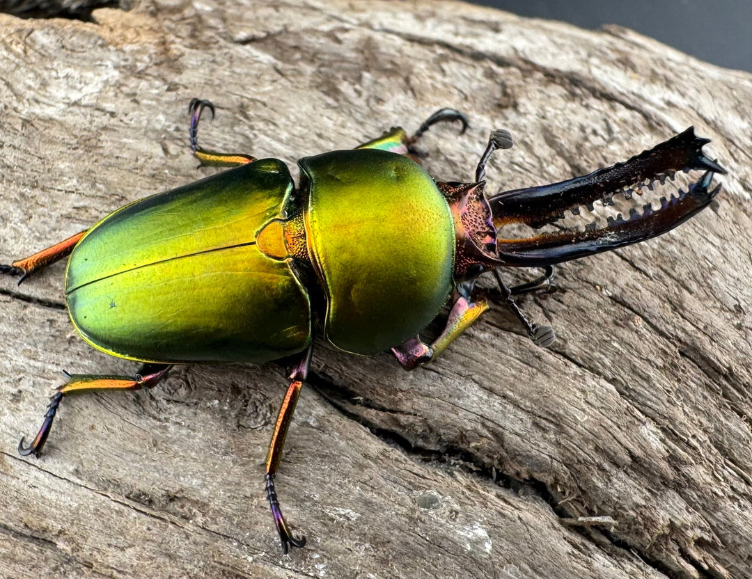 【WD】《パプアキンイロクワガタ アルファック産 38.5mm ペア》