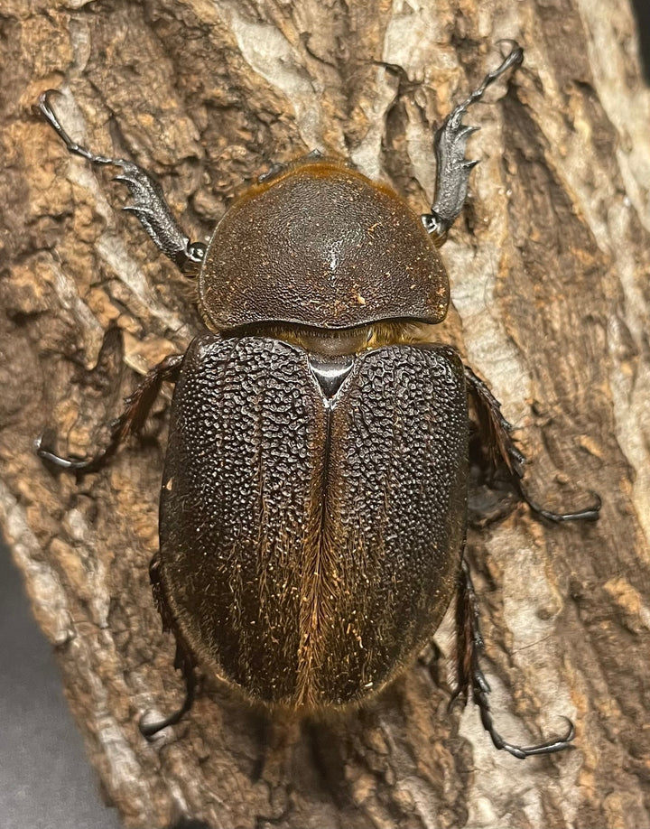 《ヘラクレス・ヘラクレス 126mm ペア》