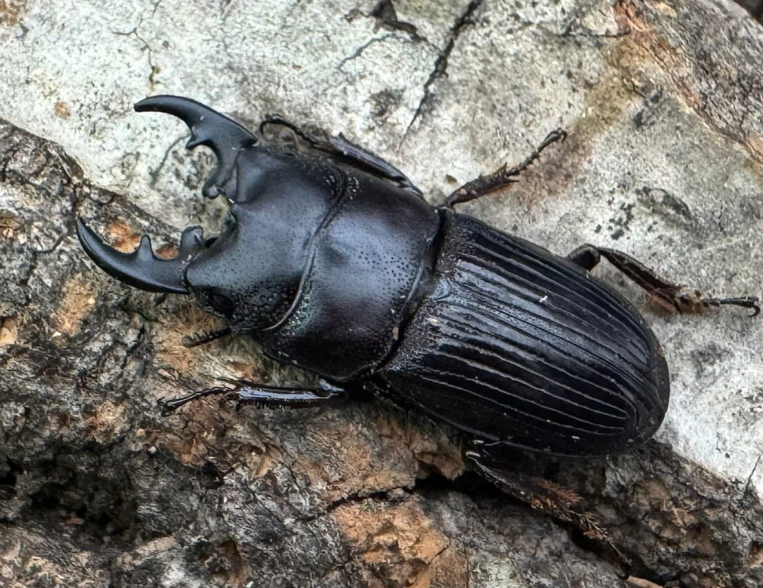 【WD】《フィリピンネブト原名亜種 24mm ペア》