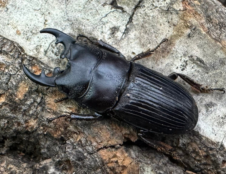 【WD】《フィリピンネブト原名亜種 24mm ペア》