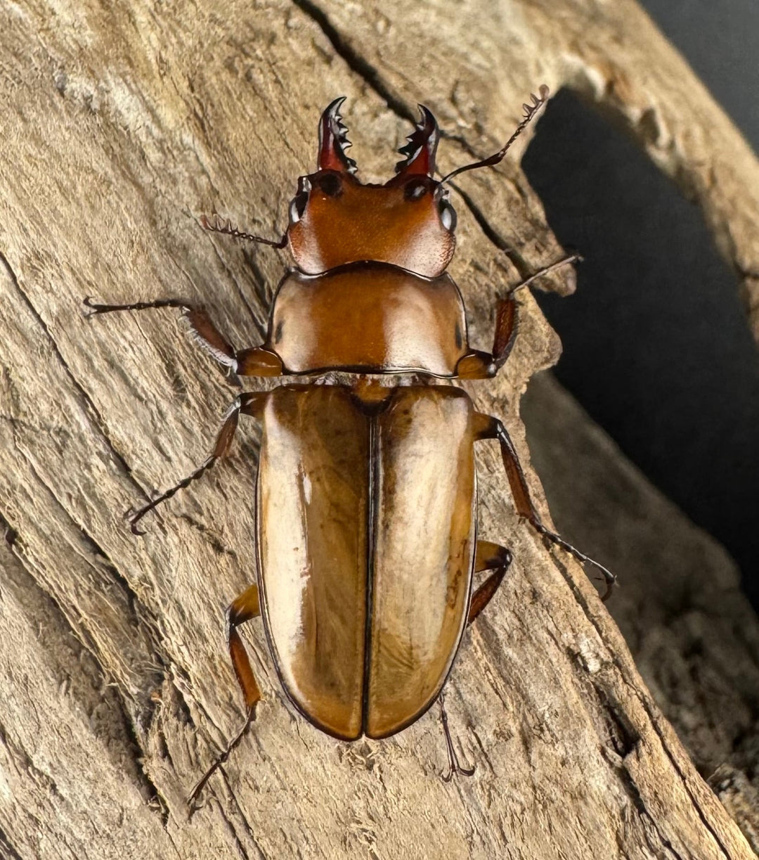 【WD】《カスタネウスオニクワガタ 23mm ♂♀♀トリオ》