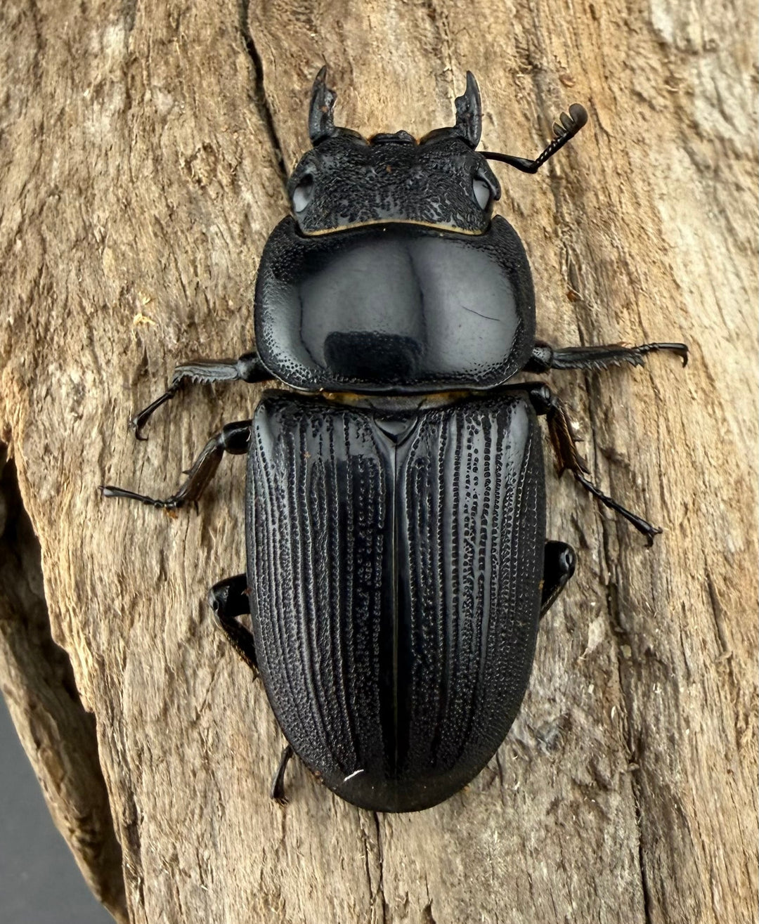 【WD】《ジャワパリーオオクワ 66mm A'品ペア》