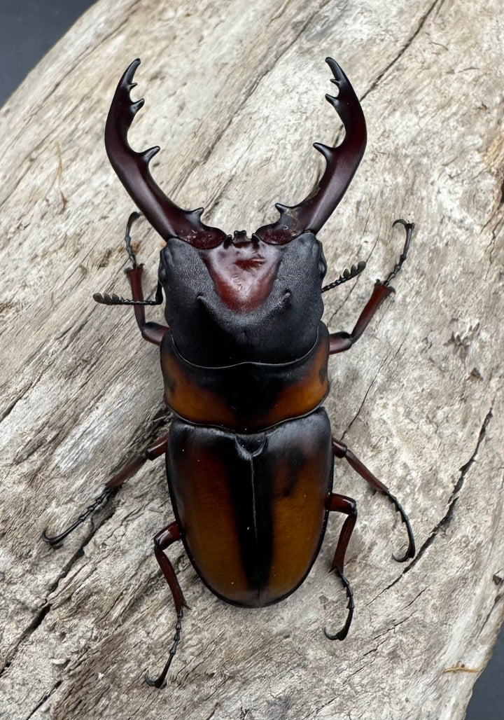 《ミラビリスノコギリクワガタ 63mm ペア》