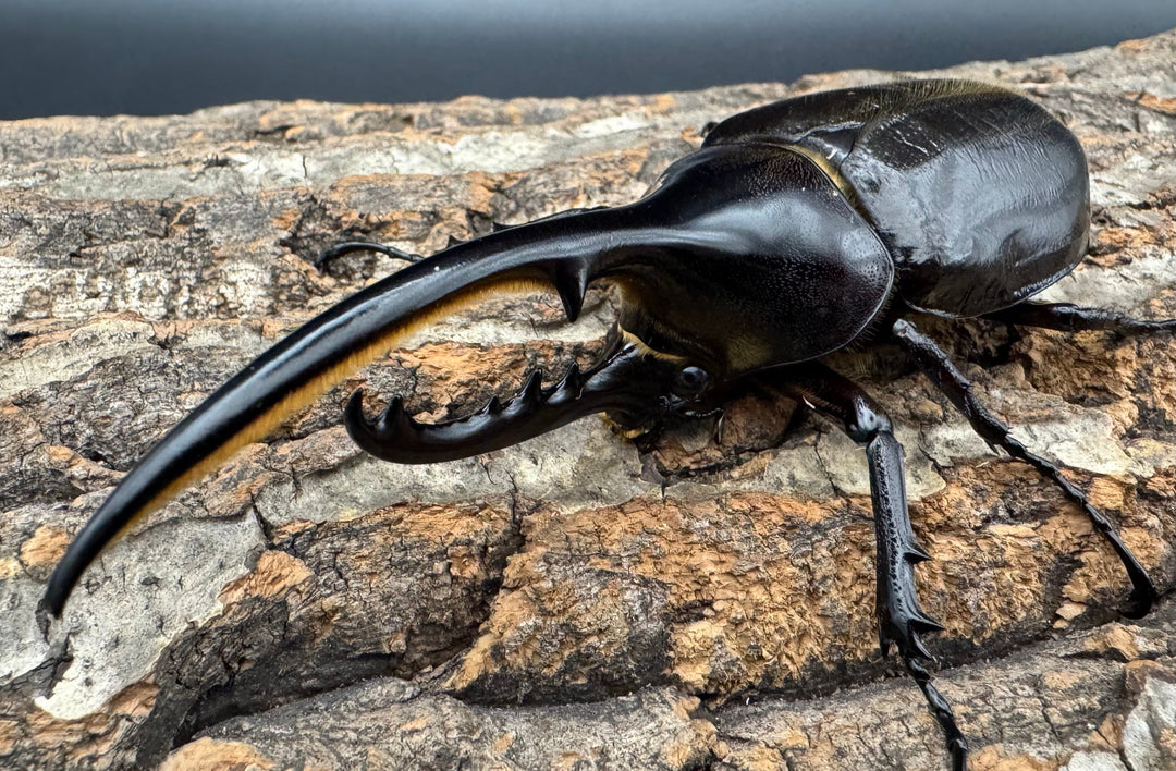 《ヘラクレス・ヘラクレス 122mm ペア》