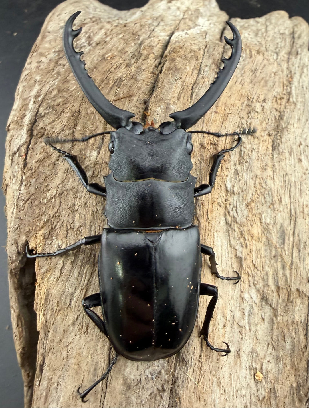 【WD】《 ギラファノコギリ亜種ボロブドゥール 71.5mm ペア》