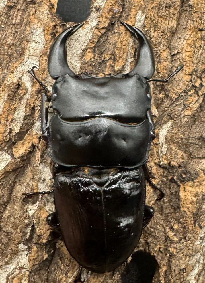 《ホペイオオクワ JS 72mm ペア》