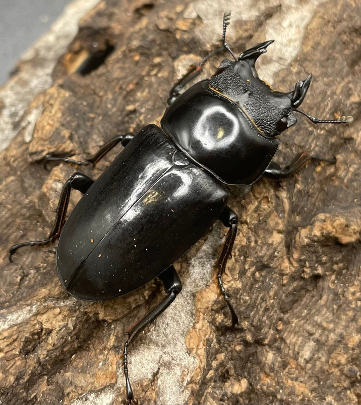 【WD】チベット産《 ネパレンシスssp. 41mm ♀単》