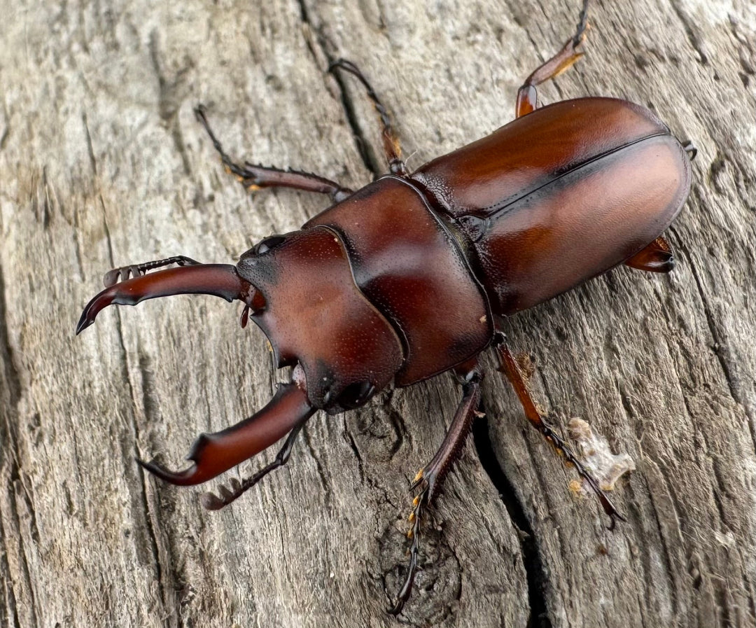 【WD】《プセウダクシスコクワ 21mm ペア》