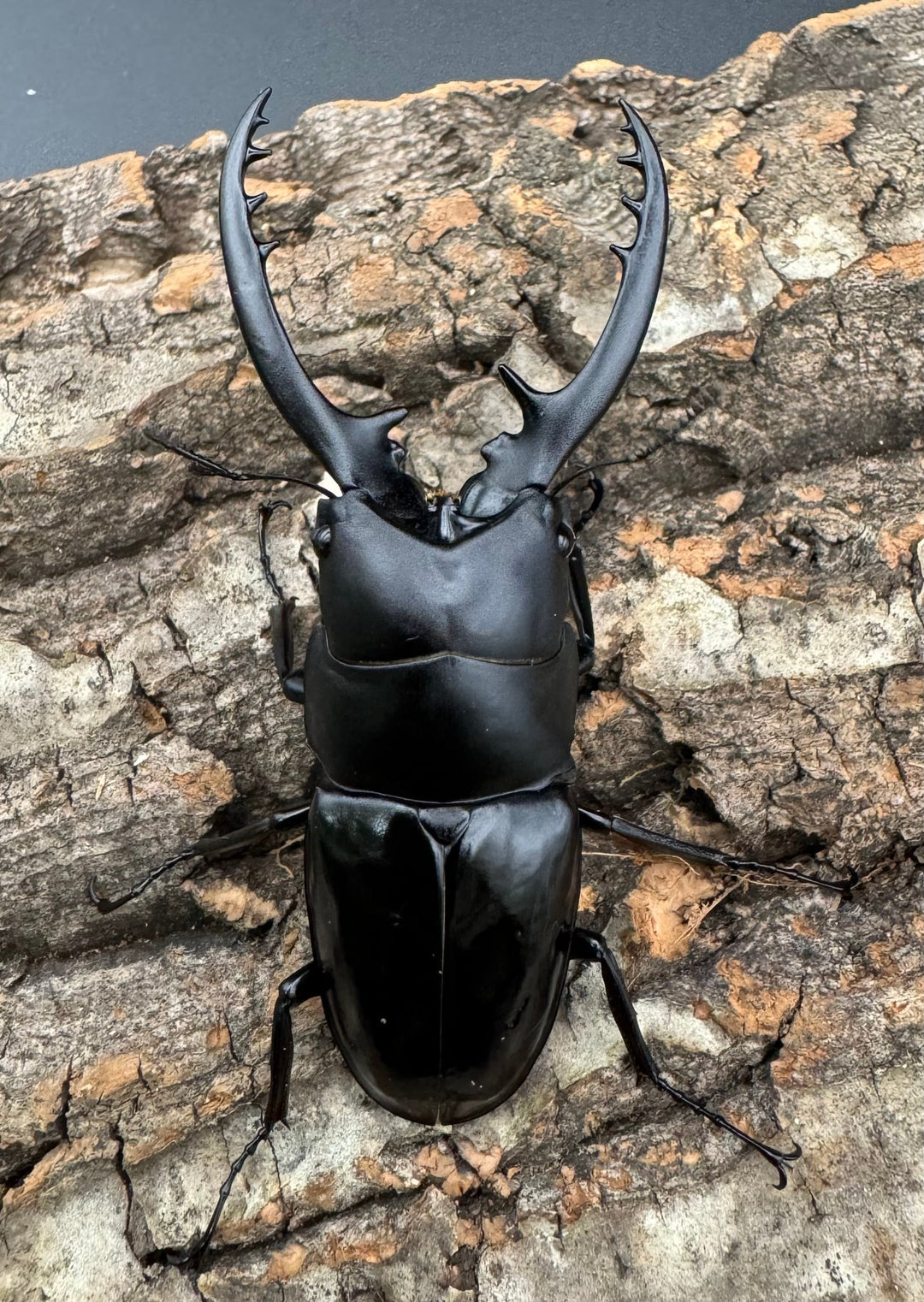 【WD】貴重種《フォルフィクラノコギリ（マルバネノコギリ） 70mm ペア》