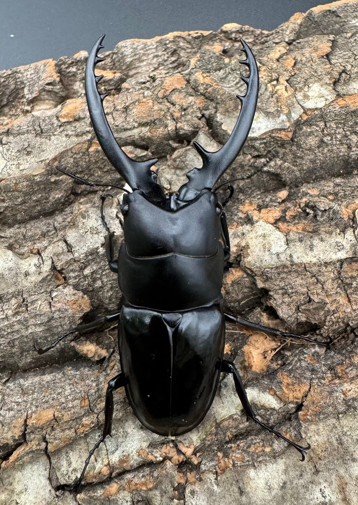 【WD】貴重種《フォルフィクラノコギリ（マルバネノコギリ） 70mm ペア》