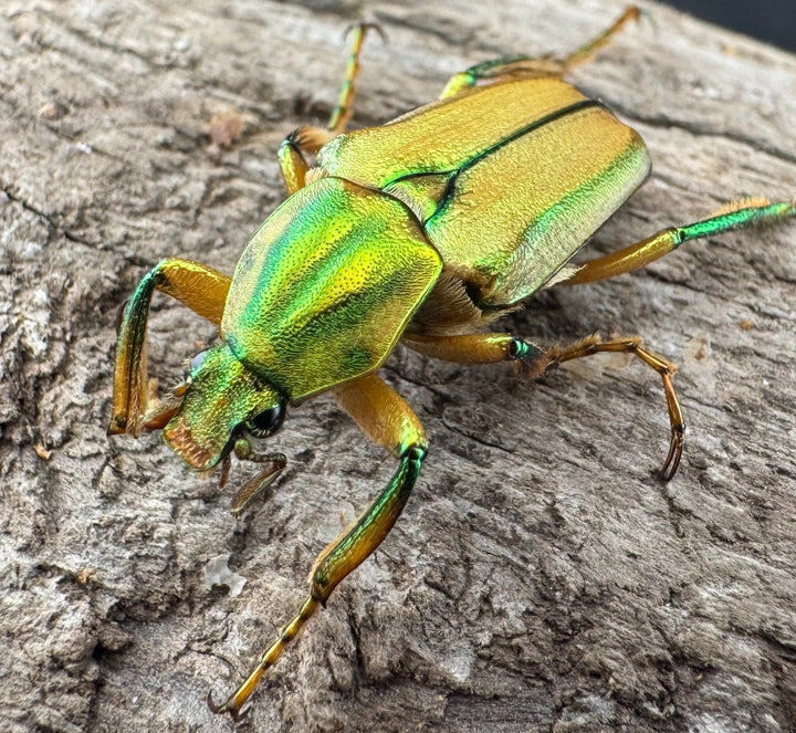 《ホソカブトハナムグリ ペア》①