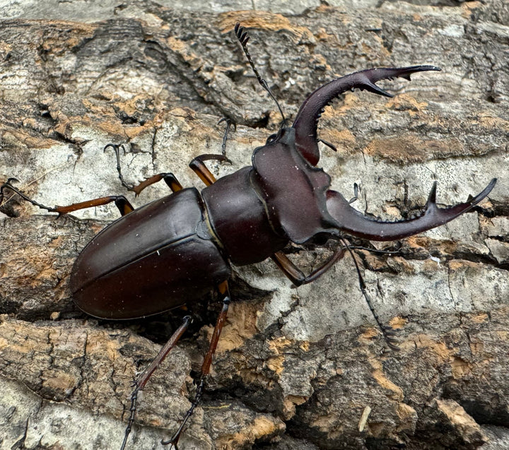 【WD】《デューベイアヌスミヤマ 56mm ペア》