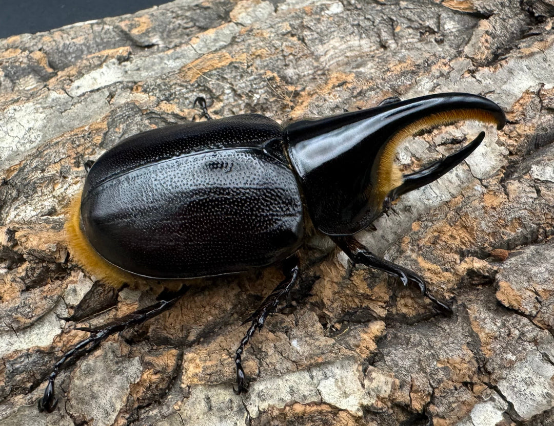 即ブリ《サタンオオカブト 79.5mm ペア》