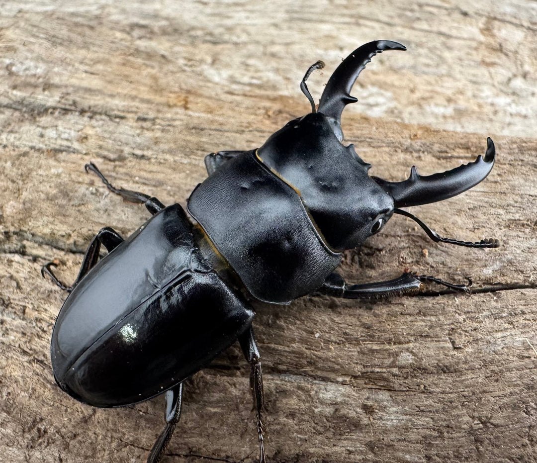 【WF11】《チョウセンヒラタ 43mm ペア》