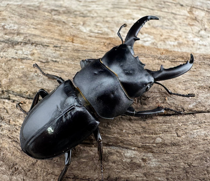 【WF11】《チョウセンヒラタ 43mm ペア》