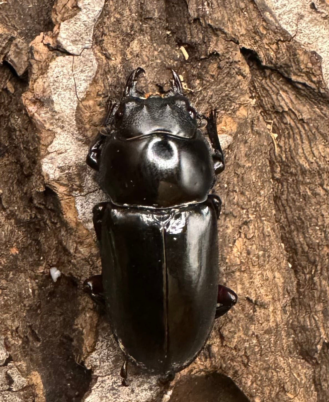 《ハイチュヌスコクワ 貴州省産 49mm ペア》