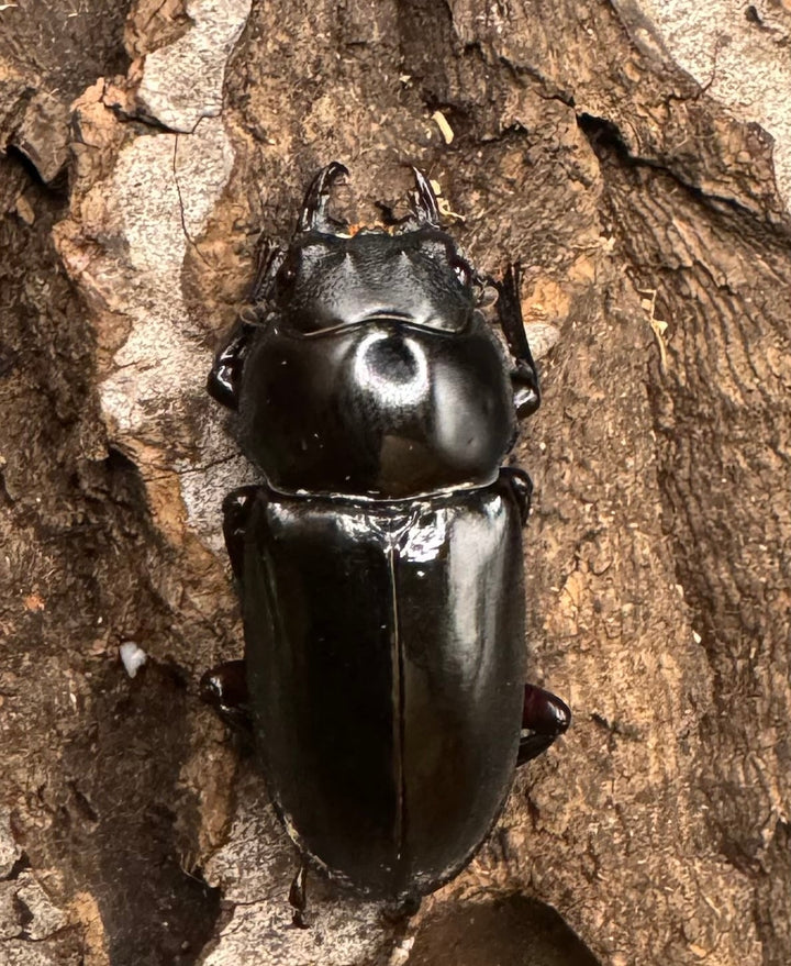 《ハイチュヌスコクワ 貴州省産 49mm ペア》