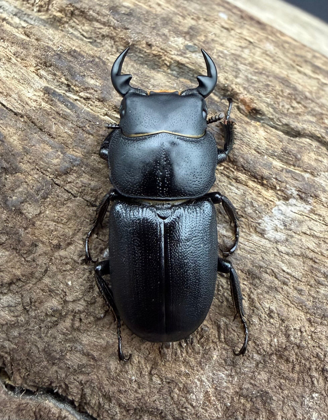 【WD】《ドルクス zhouchaoi（メンシウス ssp.） 26mm ペア》