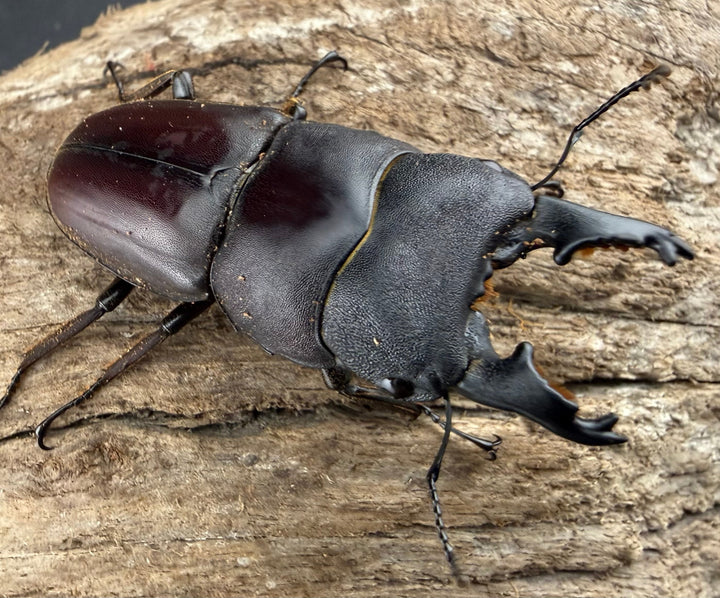 【WD】《タウルスヒラタ パラワン亜種 ロハス産 50mm ペア》