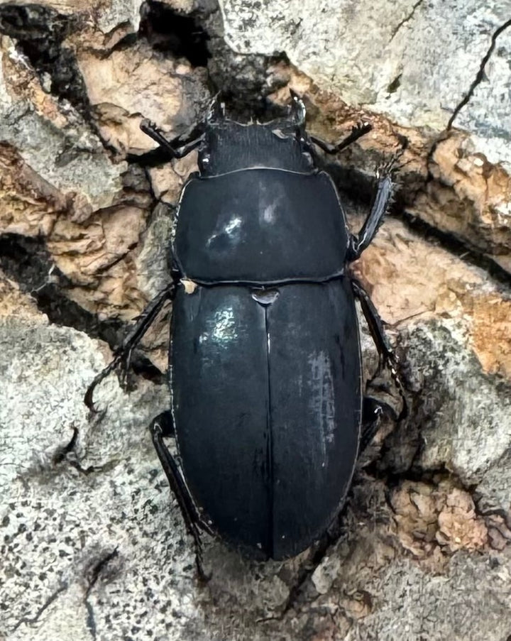 【WF2】《メタドルクス ロトゥンダトゥス 17.5mm ペア》