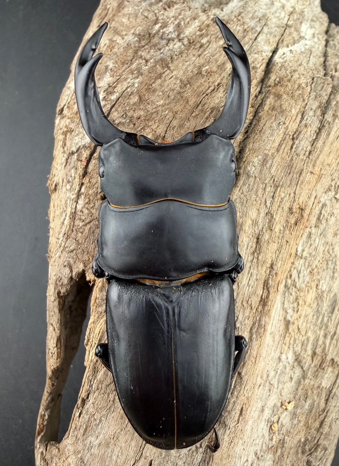 《オオクワガタ 能勢SR血統 81.5mm ペア》