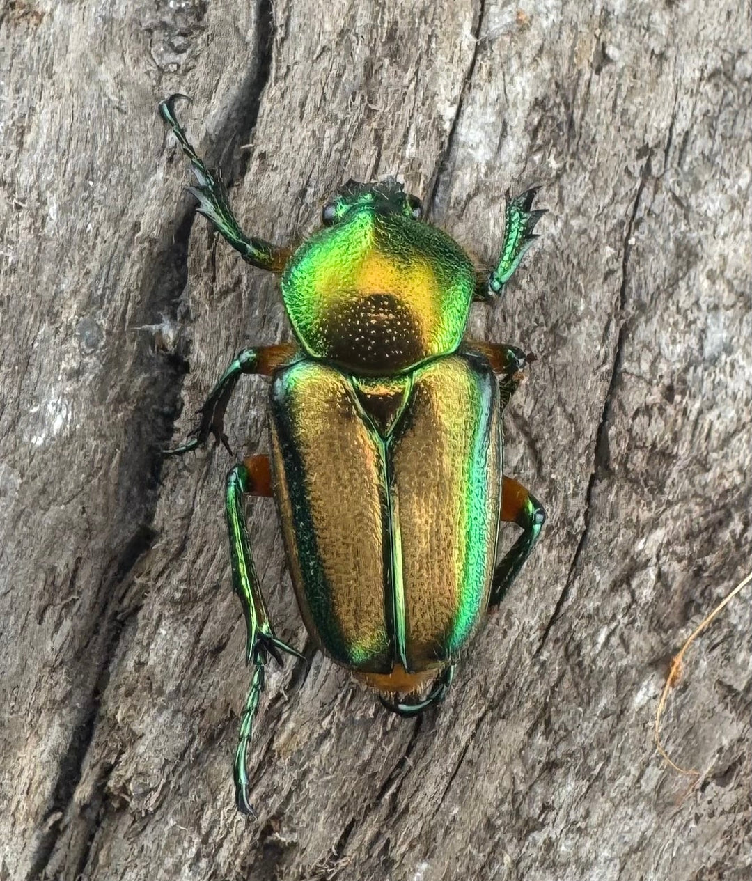 【WD】《セブヒメカブトハナムグリ亜種kachikun ペア》