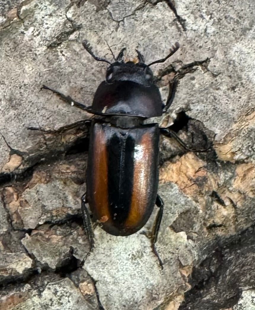 【WD】《エレガントゥルスコクワ原名亜種 18mm ペア》