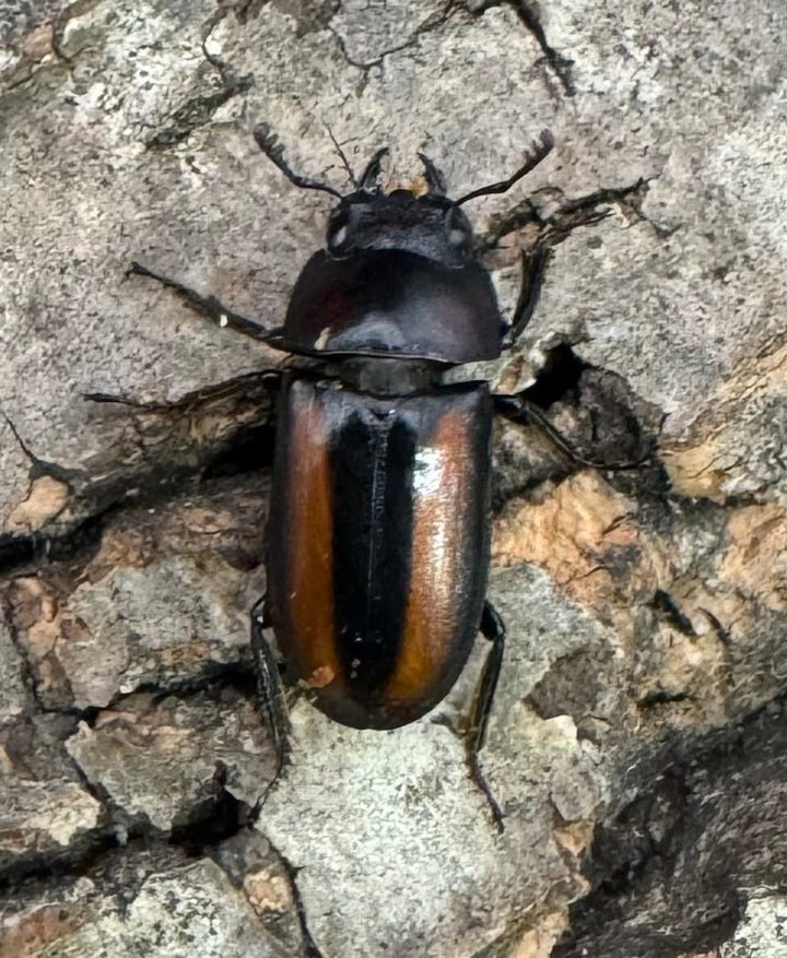 【WD】《エレガントゥルスコクワ原名亜種 18mm ペア》