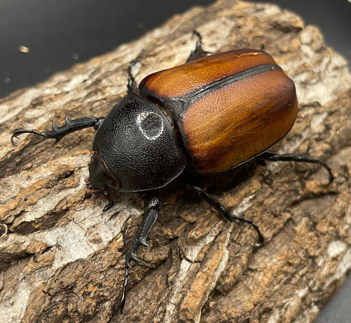 専用【WD】《スキットゴホンツノカブト ♀単2頭+PP1400ボトル》