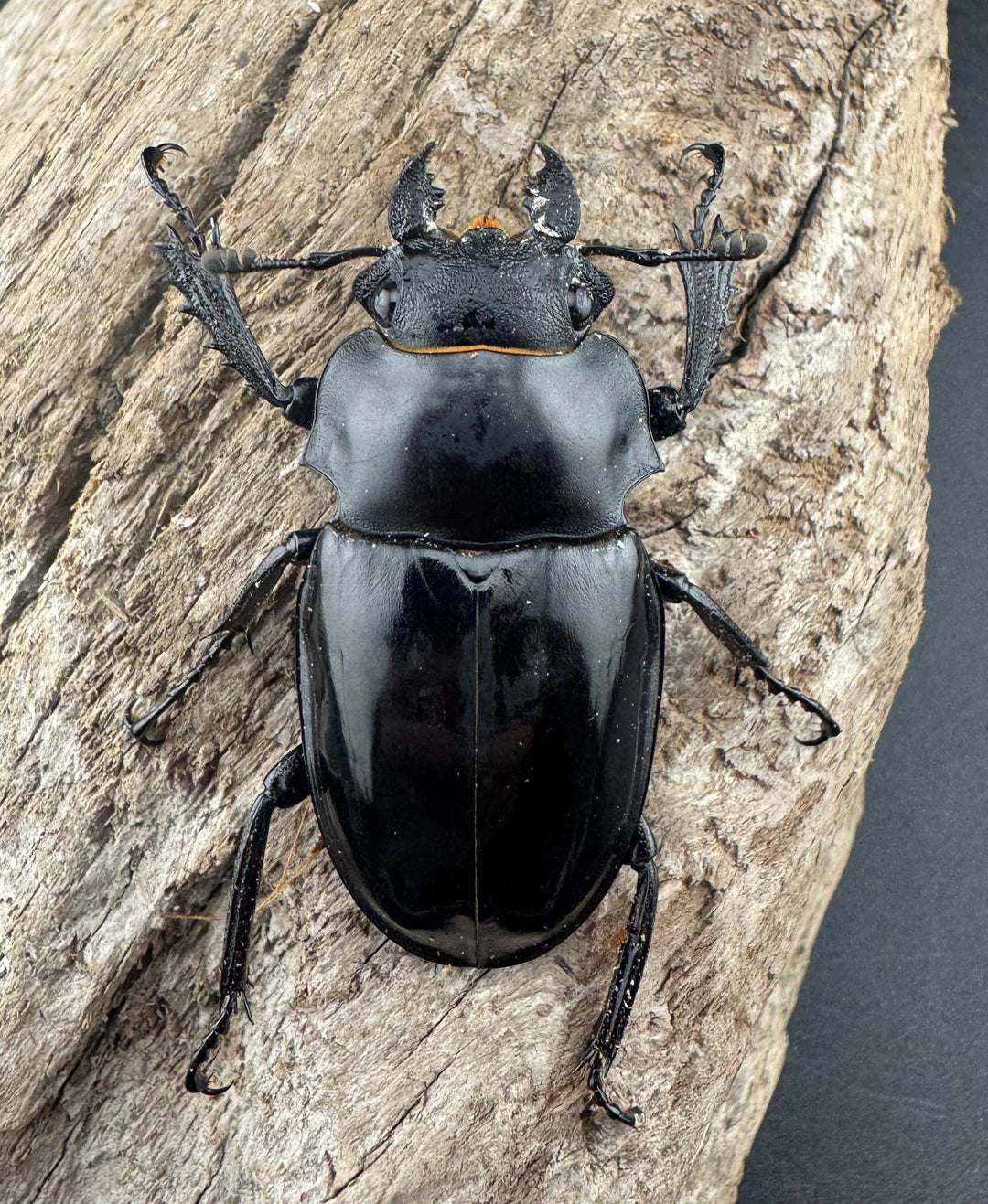 【WD】《シヴァツヤクワガタ ラオス産 49mm A’品ペア》