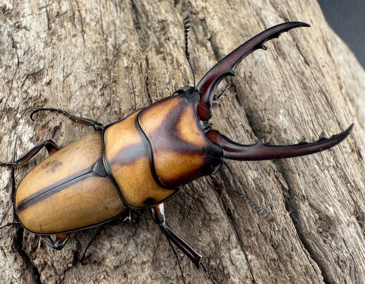 【WD】《スツラリスノコギリ 40mm ペア》