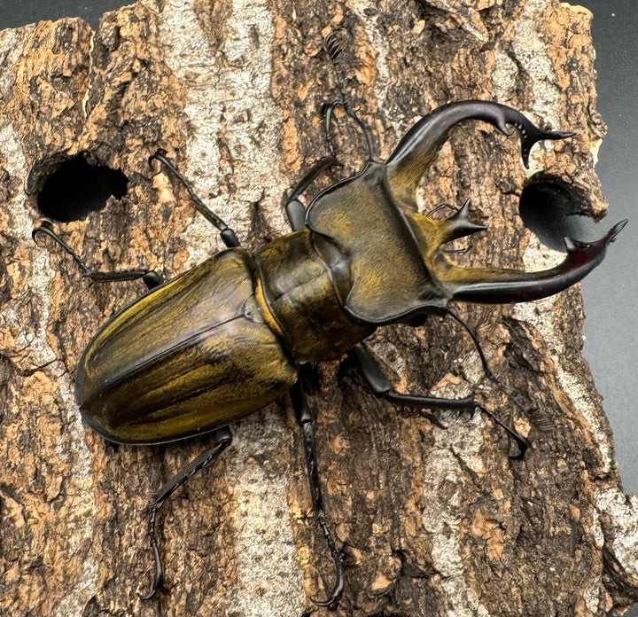 【WD】《チベットミヤマ亜種フルキフェル 76mm ペア》