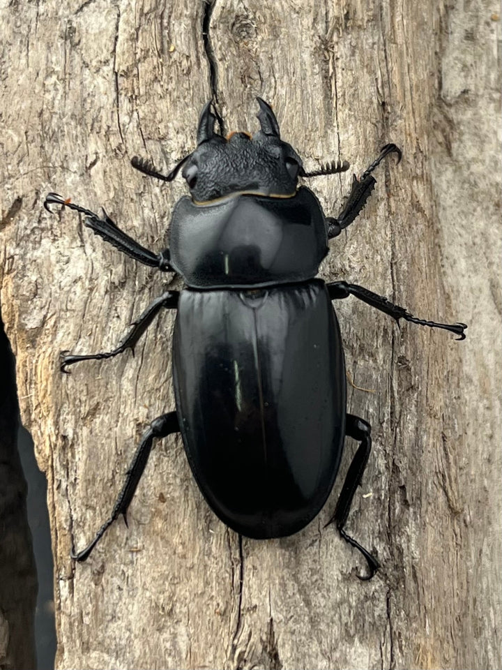 【WD】《ブケットフタマタクワガタ 77mm ペア》